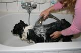 BAIN - BORDER COLLIE 010